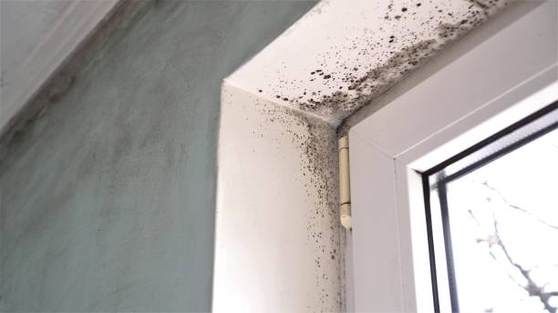 Best Residential Mold Remediation in North Pole, AK